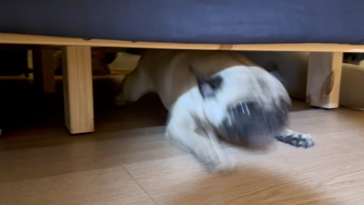 映ってはいけないものが映ってしまいました…【パグ3歳】