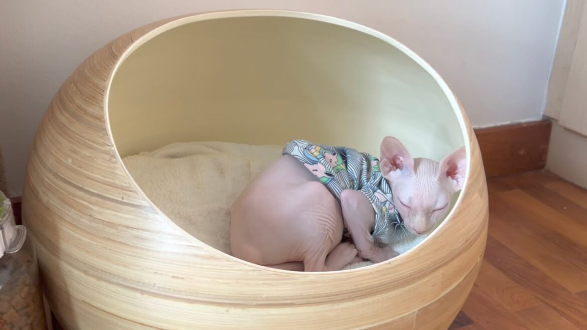 毛のない子猫のお気に入りの場所【スフィンクス猫】 毛のない子猫のお気に入りの場所【スフィンクス猫】