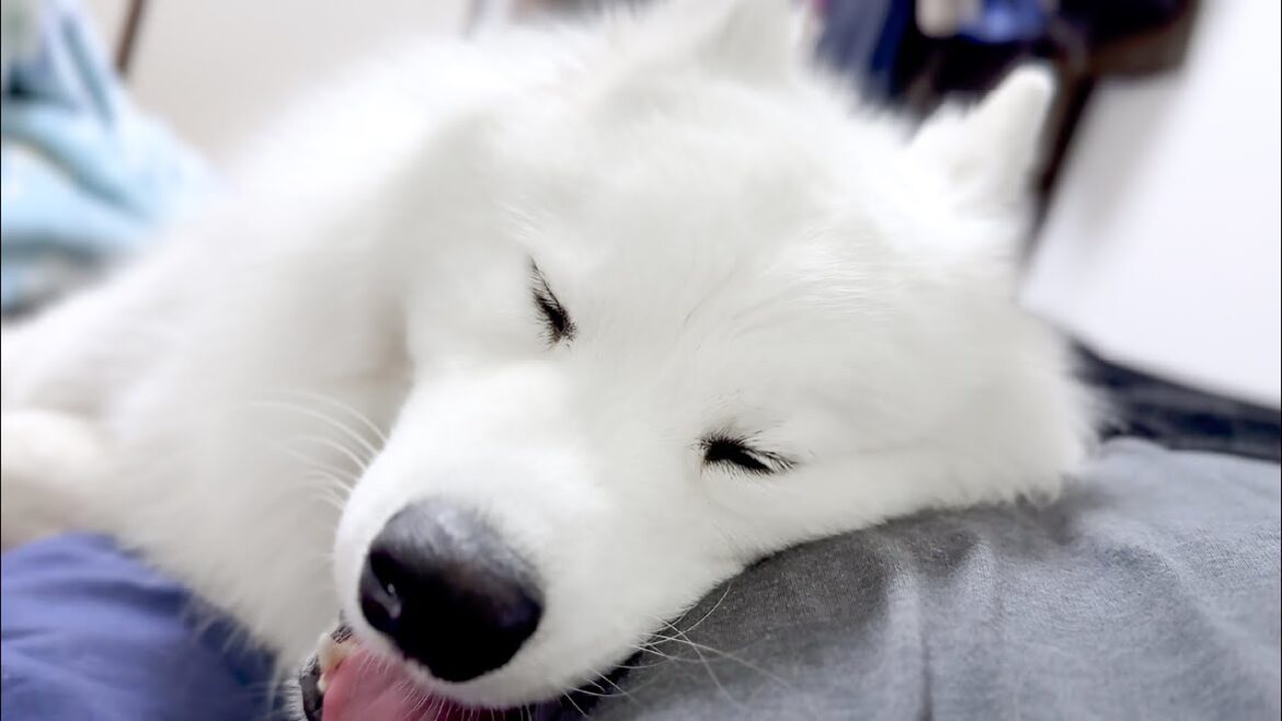 自分の体が大きいことに気づいていない甘えん坊な犬【サモエド】