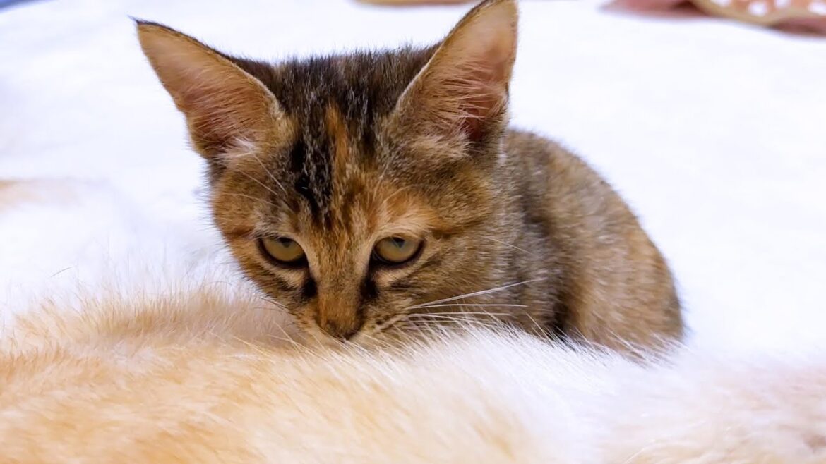 柴犬の柴ふが大好きになった子猫「天然柴暖房」