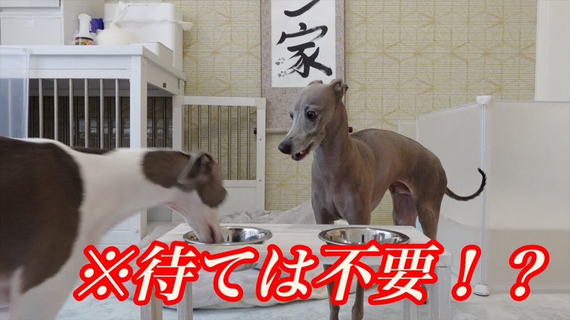 愛犬のごはんの待ての時間をゼロにしてみたらwww【待てはしない方がいいらしい】