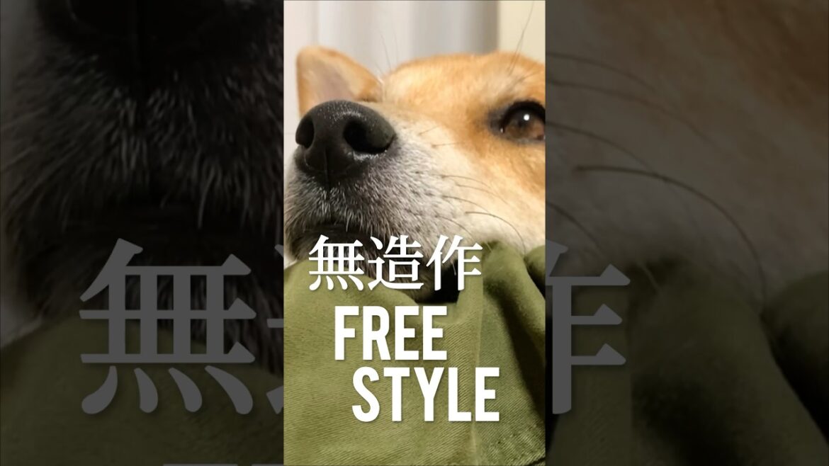 柴犬がいざなう闇の世界コーディネート#柴犬#犬#shibainu