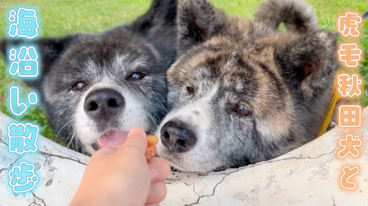 まったり可愛い秋田犬達と茜浜緑地で海沿い散歩【秋田犬】【大型犬】【akita dog】