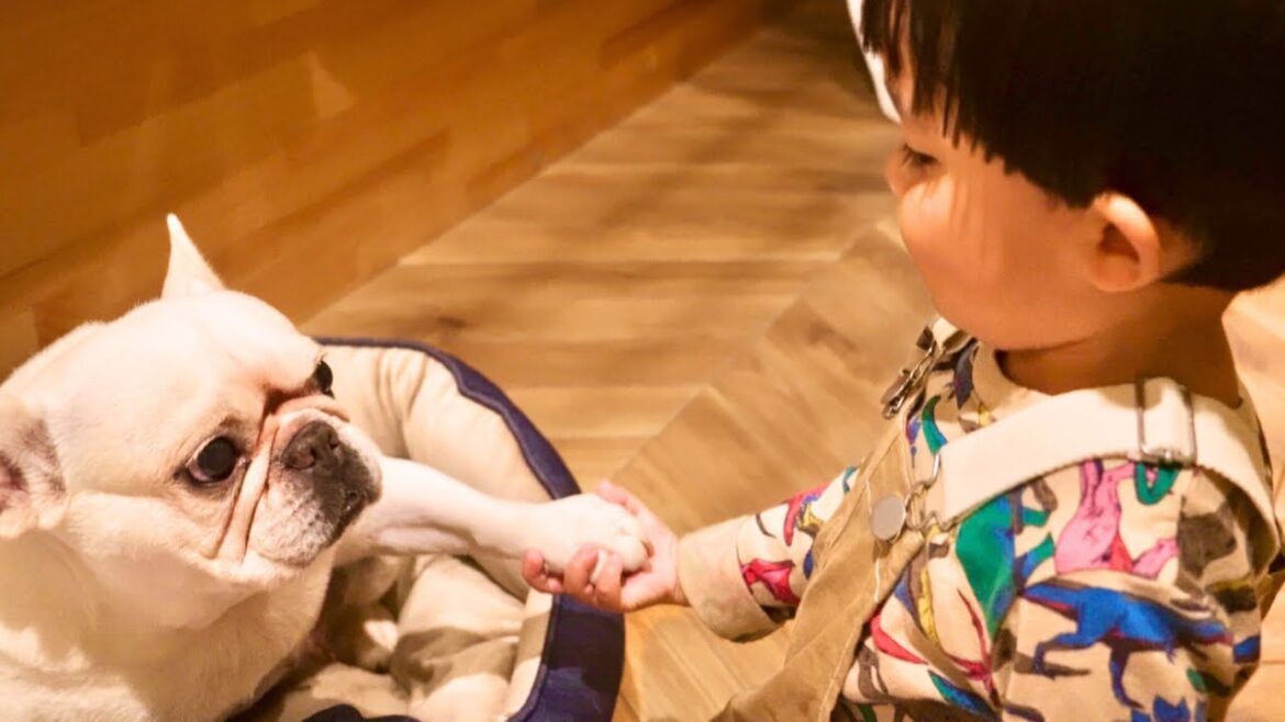 旅行中は3歳児が騒がしくても怒りそうで怒らない愛犬【旅 vlog】 旅行中は3歳児が騒がしくても怒りそうで怒らない愛犬【旅 vlog】