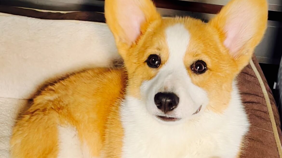 【子犬】ソファーで寛ぐ小さな社長さん【コーギー子犬】【犬】#shorts #youtubeshorts #dog