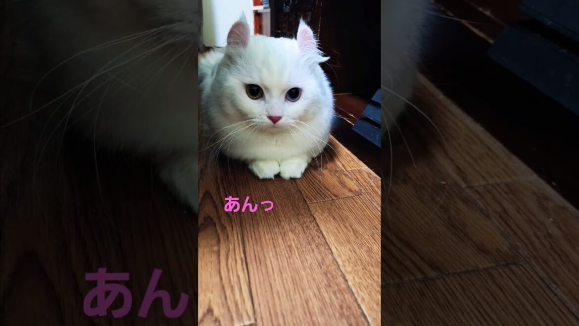 【オッドアイ幸せを呼ぶ猫】何かを喋ろうとするラビちゃん#猫#白猫#cat#キンカロー#shrts