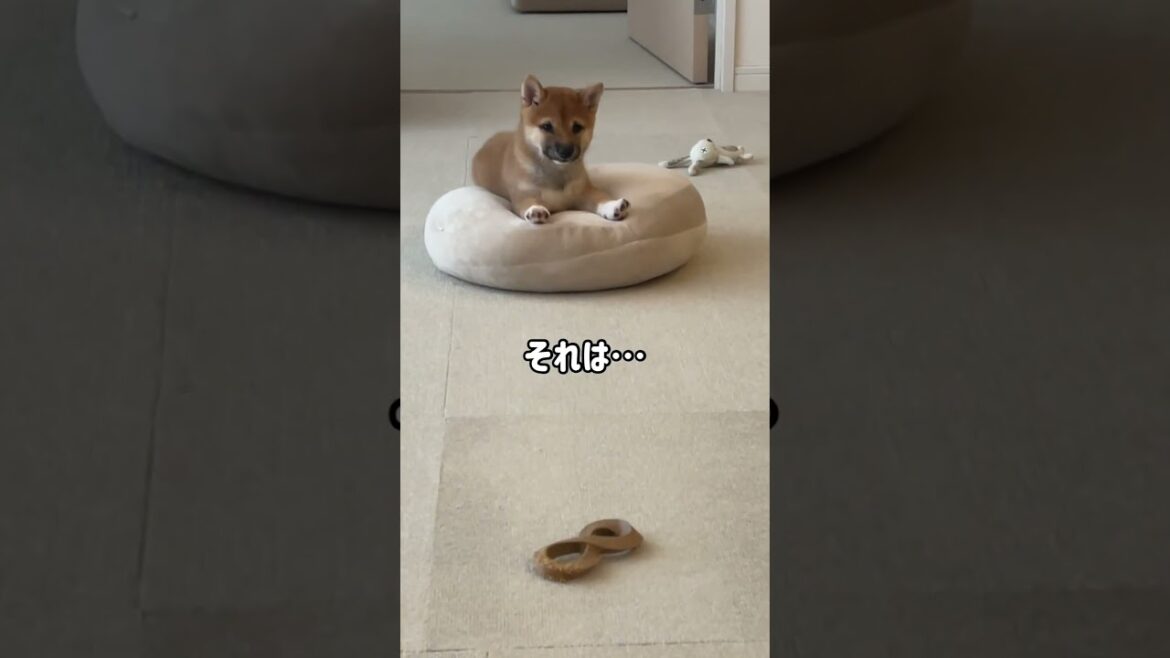 お昼寝中の子犬に困った事が起きました笑　#Shorts