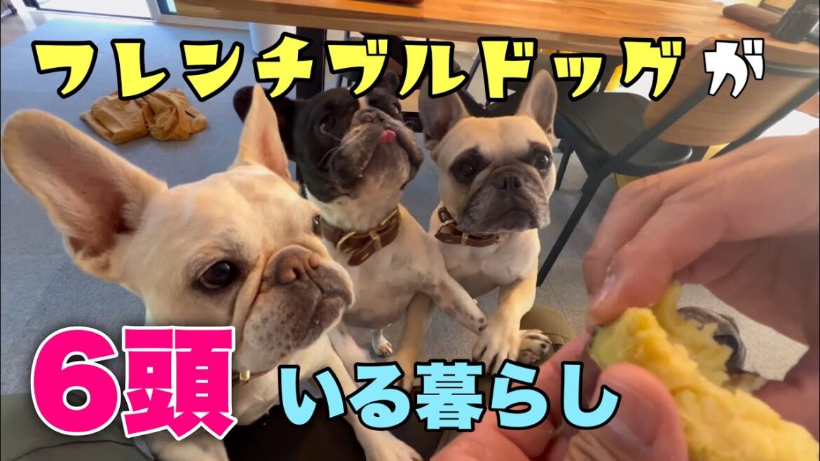 【1日密着】家にフレンチブルドッグが6頭いたらこんな感じ～午後の部～
