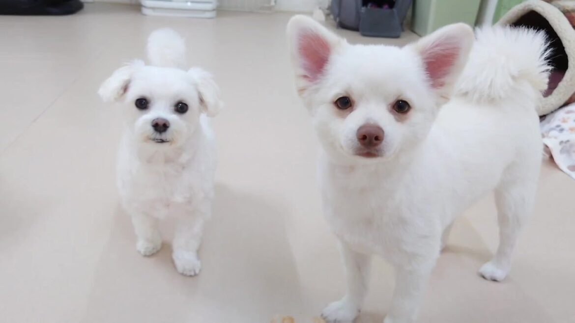 ホワイトハロウィン🎃　🐶ひみつきちなう！①🐶  2023年10月31日