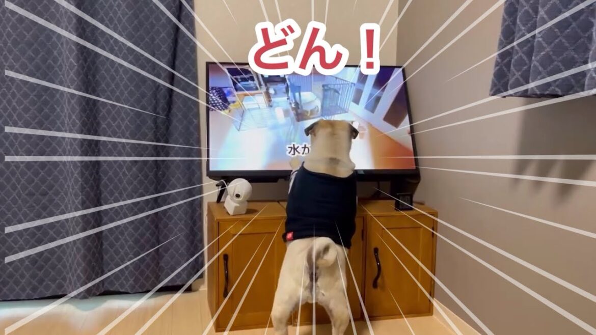 自分の映像見て興奮してテレビ倒す　【パグ侍ももたろ】