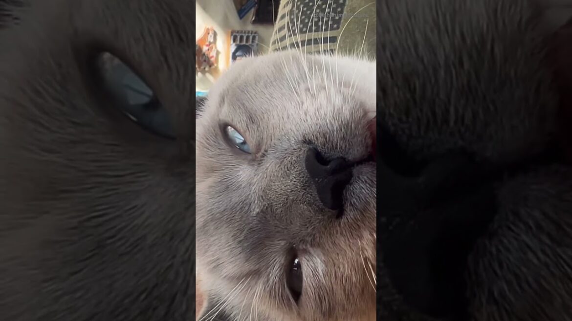 Funny Meme !!Cat Space Face !!
