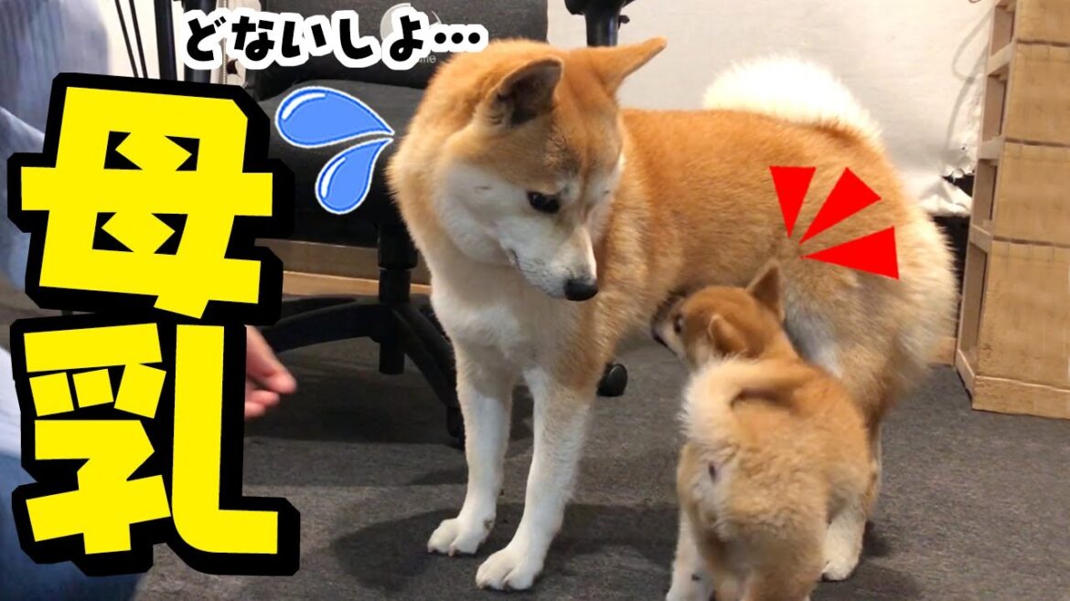 子犬と先住犬が初接触！先住犬のお乳を探す仔犬に優しく接する姉犬ちくわに感動しました