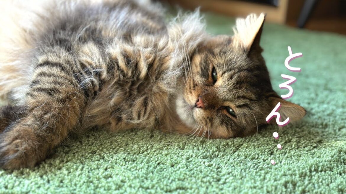 もふもふカーペットを踏んだ猫の反応が可愛い【サイベリアン・4姉弟】 もふもふカーペットを踏んだ猫の反応が可愛い【サイベリアン・4姉弟】