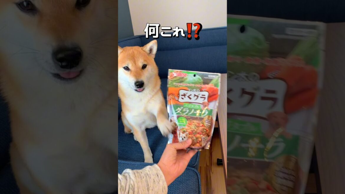 犬用グラノーラでポンとチビ大喜び😆 #柴犬 #チワワ #shorts