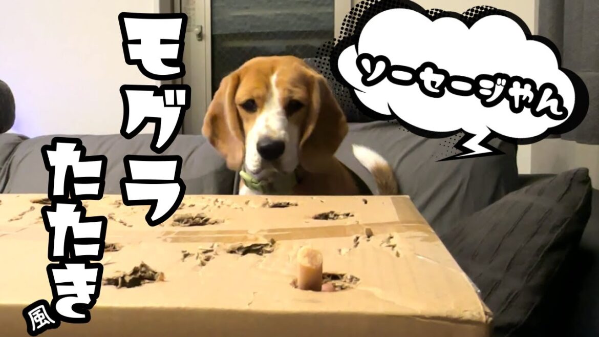 モグラたたき風の遊びを食いしん坊のビーグル犬としてみました♪ #beagle #ビーグル #食いしん坊 モグラたたき風の遊びを食いしん坊のビーグル犬としてみました♪ #beagle #ビーグル #食いしん坊