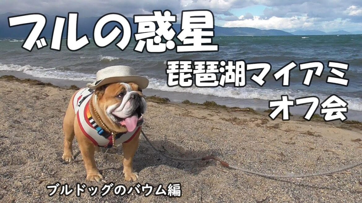 ブルドッグのオフ会（off会）で琵琶湖マイアミランドまで行って来たのはぼくバウム、ブルドッグのバウム！有名犬もいっぱい来てたなー 猿の惑星ならぬブルの惑星やったよ！