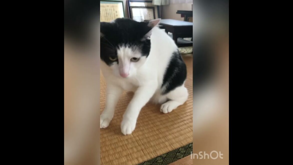 これでも優しいほうのごあいさつ「これが精一杯にゃ」