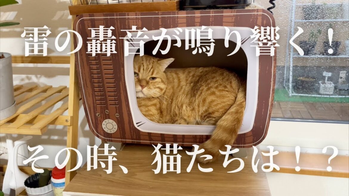 雷の轟音が鳴り響く！その時、猫たちは！？ #猫 #マンチカン
