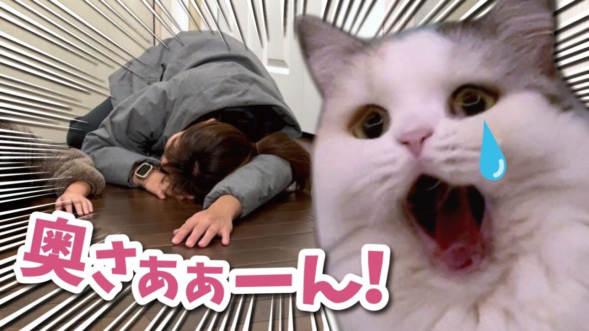帰ってきたとたん玄関で倒れてしまった奥さんを心配する猫【関西弁でしゃべる猫】【猫アテレコ】