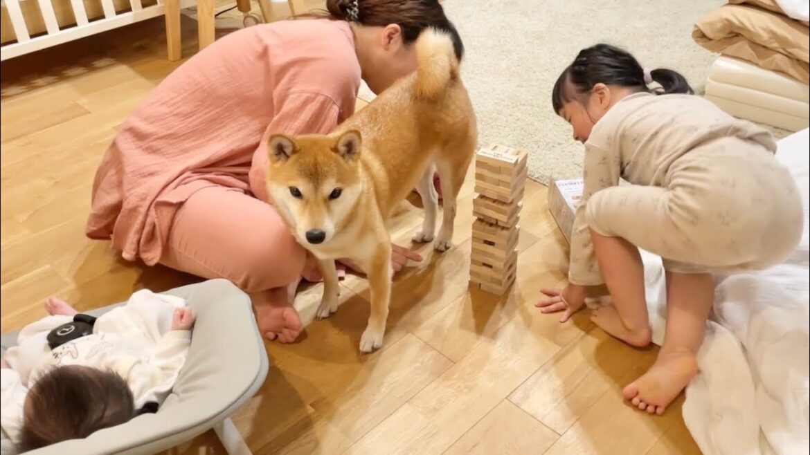 積み上げたジェンガをしれ〜っと揺らしてくる柴犬