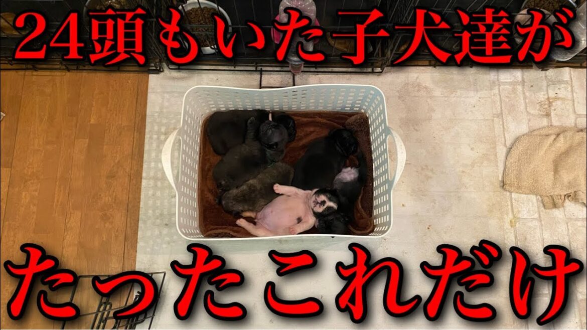 【絶望】原因不明で全滅するフレンチブルドッグの子犬達