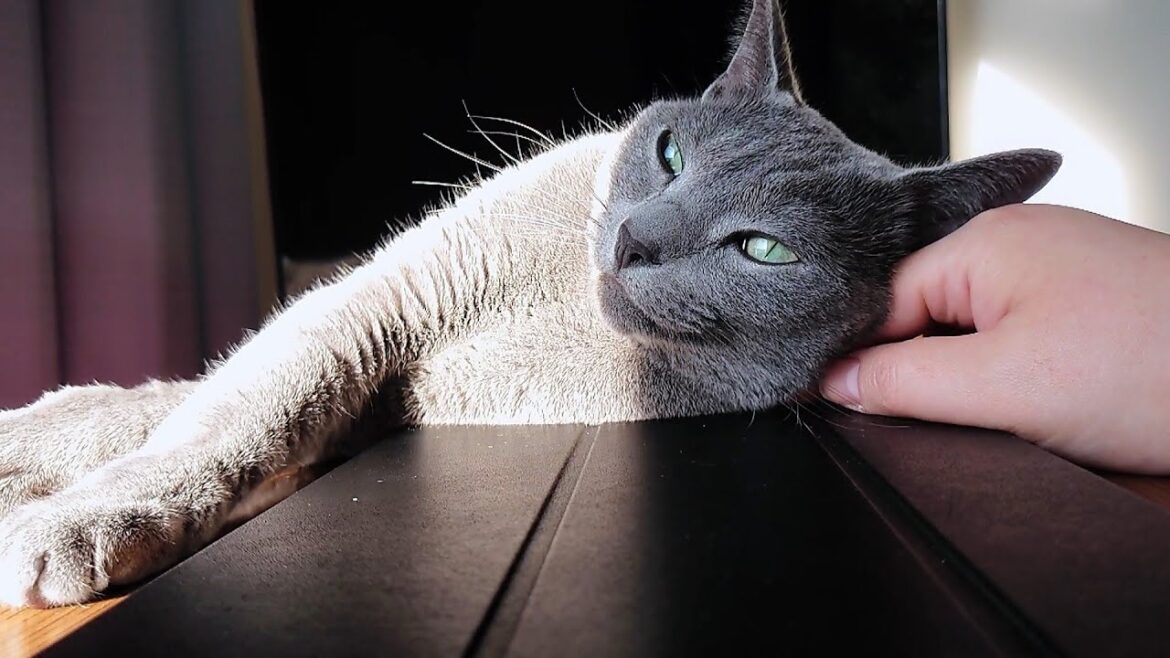 【猫動画】嫁を巻き込んで日光浴するロシアンブルー【russianbule】Russian Blue sunbathing with his owner involved