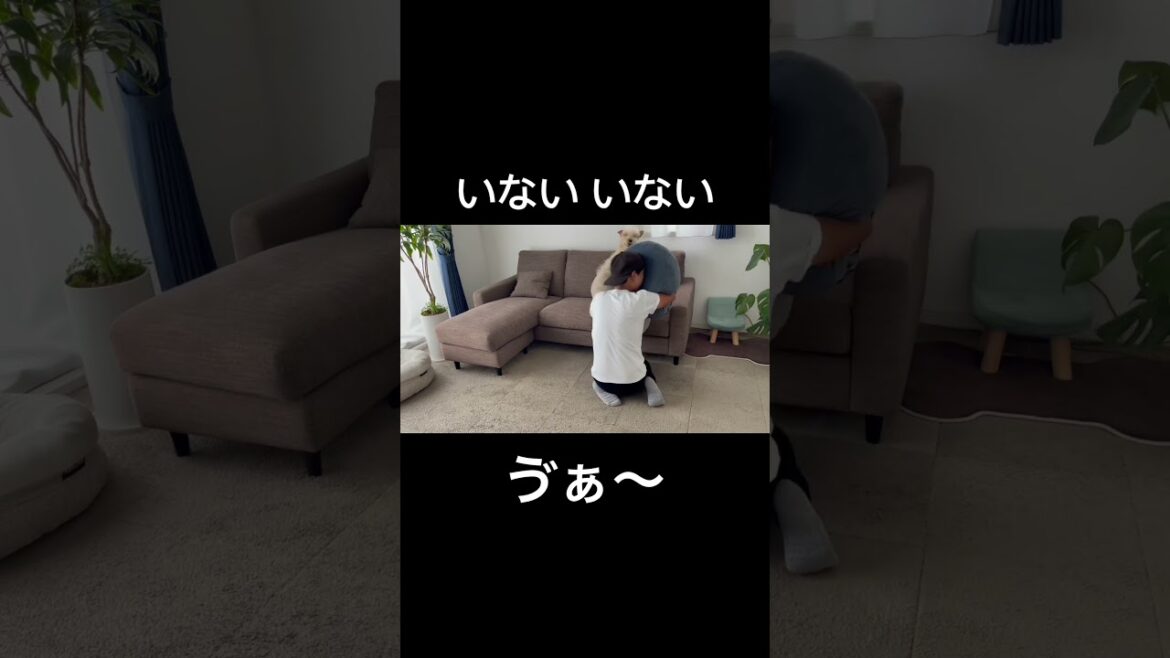 いないいないばあっ！レークランドテリア#shorts