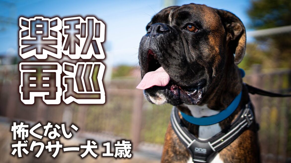 1歳半のボクサー犬と昔歩いた路を再訪。成長と秋を感じるロング散歩 1歳半のボクサー犬と昔歩いた路を再訪。成長と秋を感じるロング散歩
