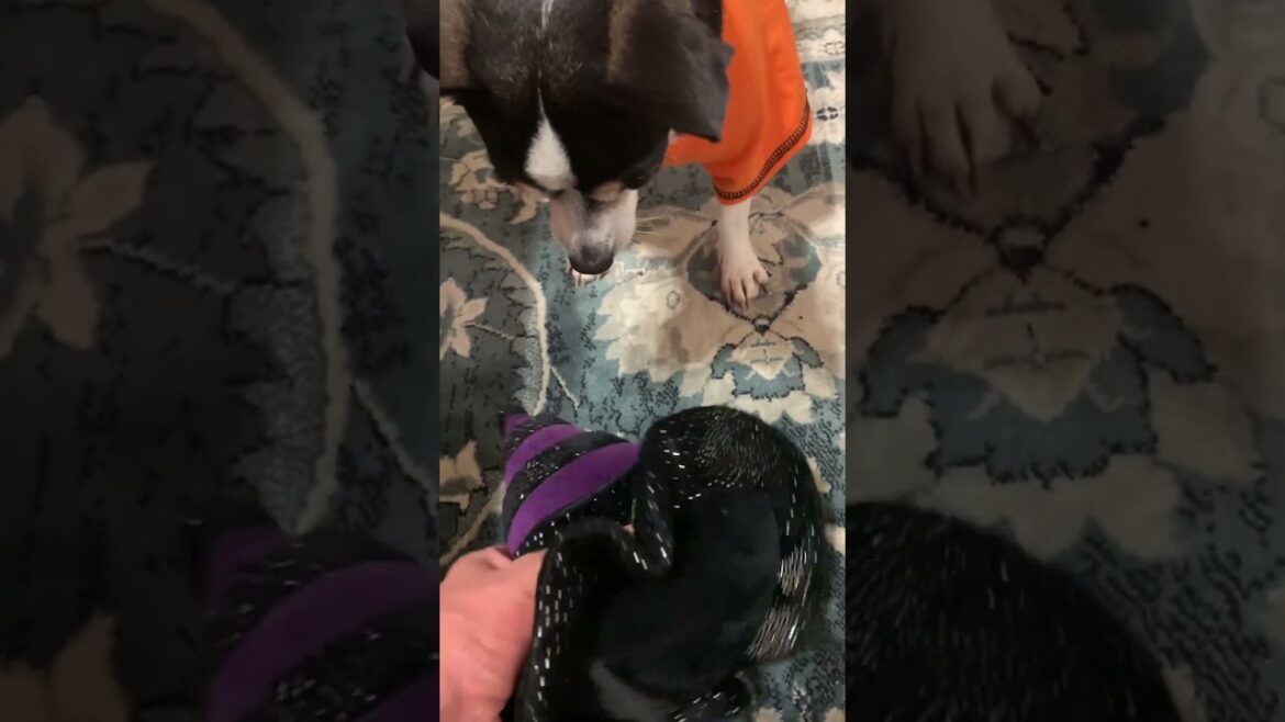 Chihuahuas having a Spooky 👻🎃fun time! 🧙🔮🧛#dogs #cutedogs #funnydogs #shorts #chihuahuas