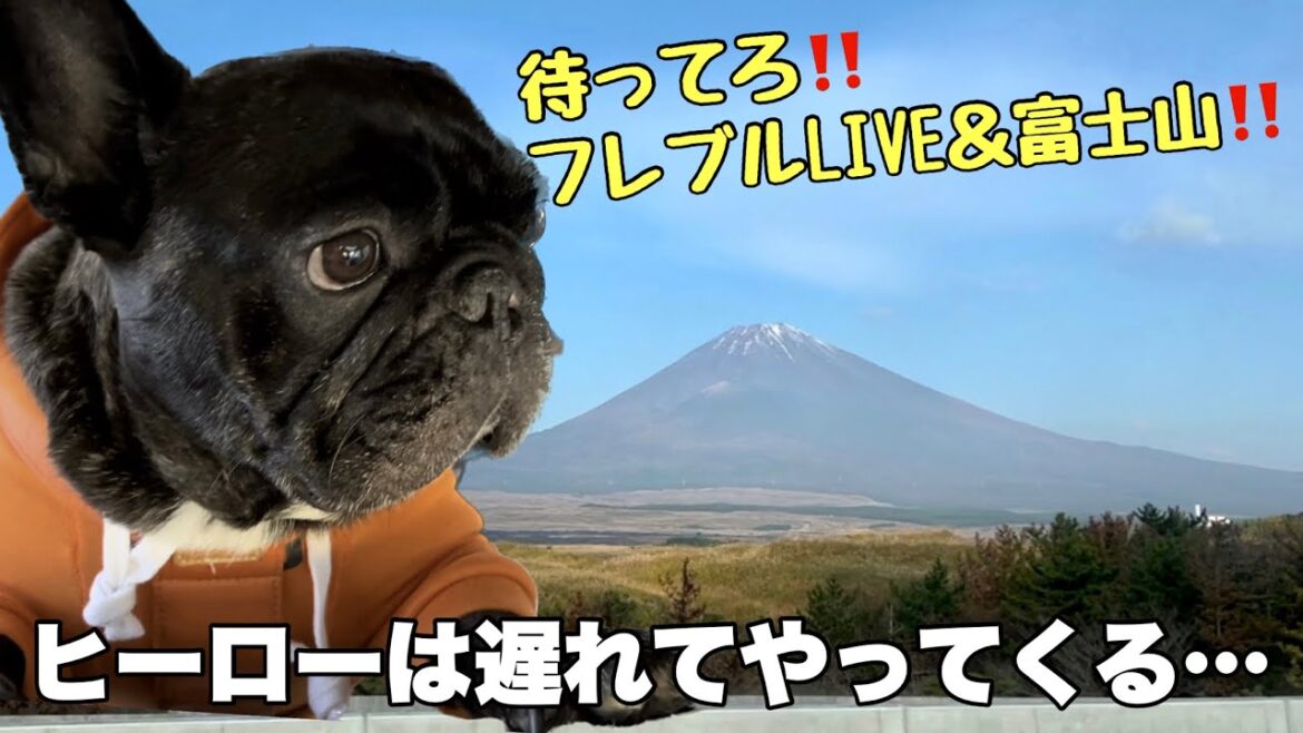 【フレブルLIVE2023旅立ちの日】再び遠過ぎるあの大イベントに舞い降りたフレンチブルドッグの置物…