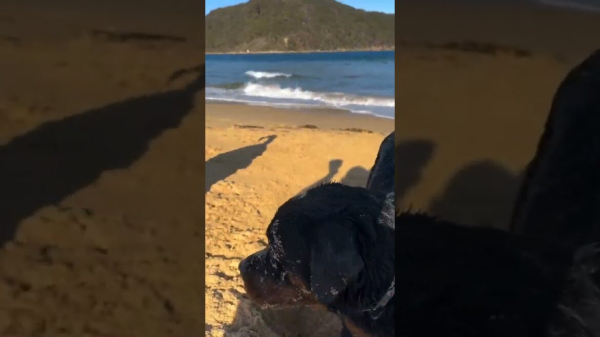 Wait for end 🔥 | Rottweiler | playing mood 💪🏻 | #tranding | #shorts |