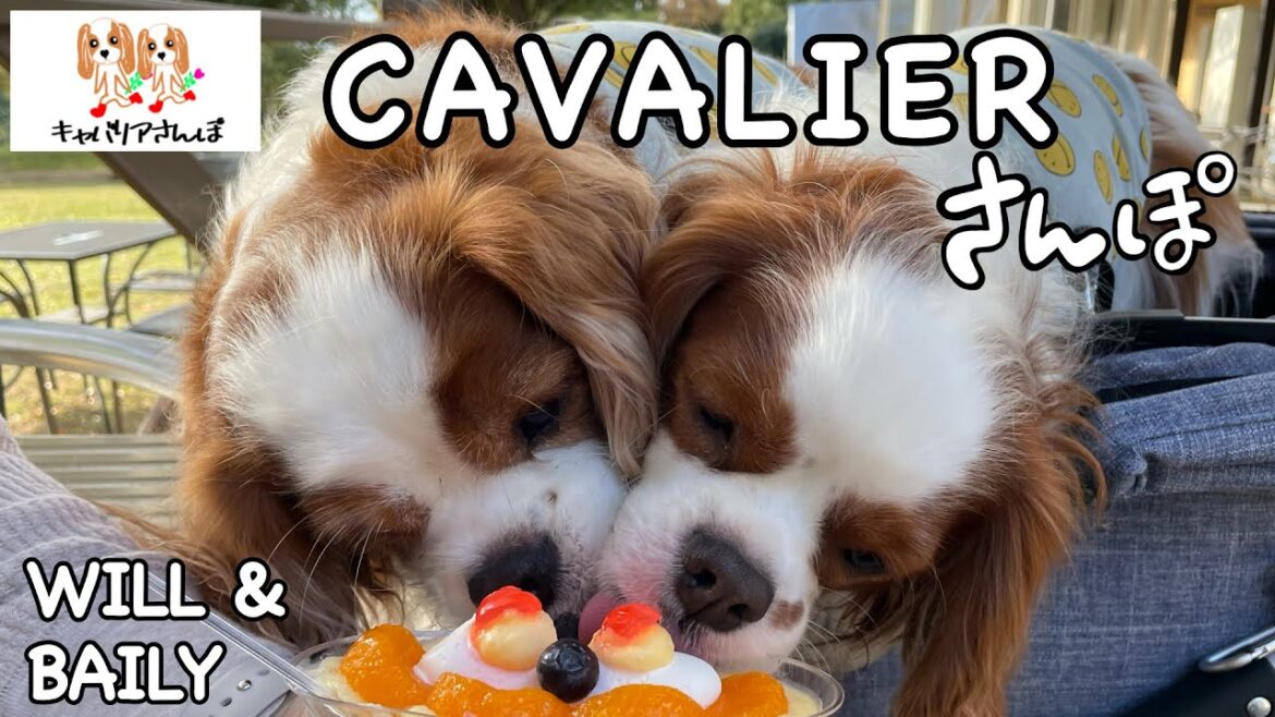 キャバリアさんぽ　世界の名犬牧場
