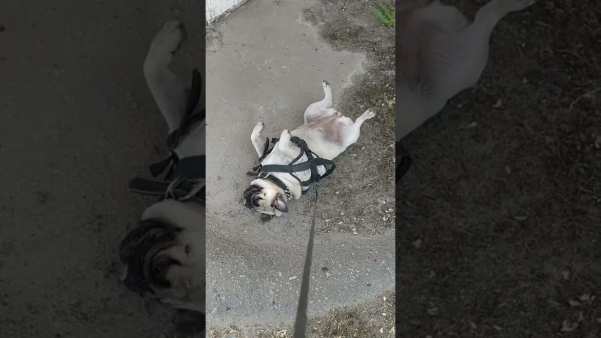 My pug doesn't want to go #pugdogvideos #shorts