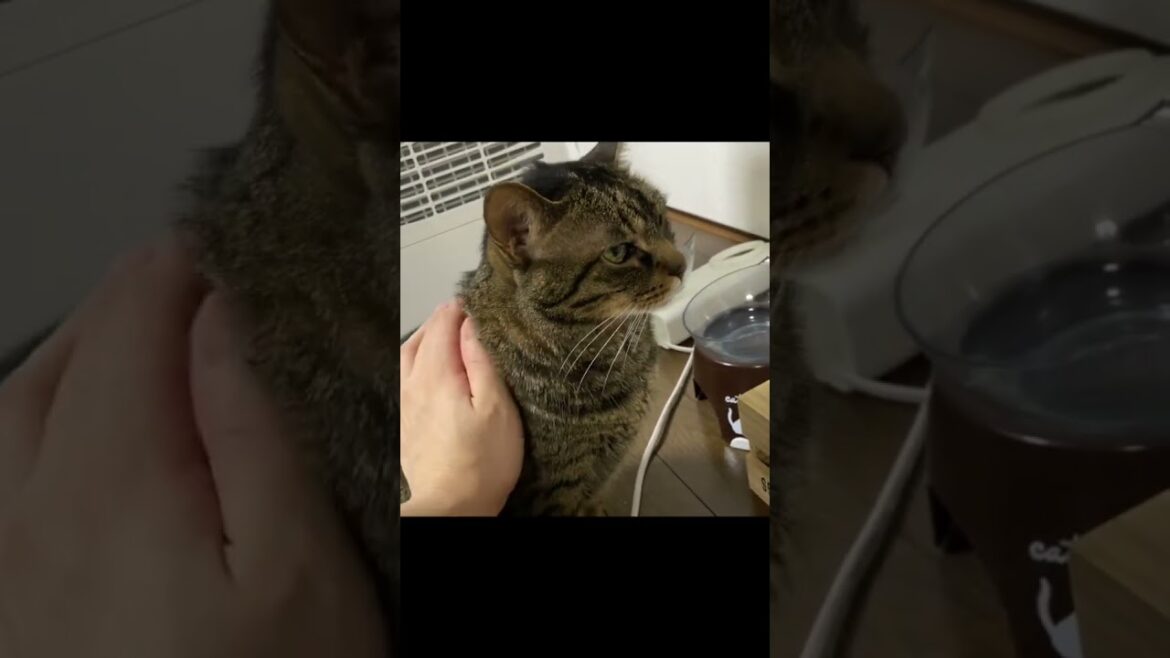 凶暴猫になんでそんなに可愛んですか？と聞いた結果...
