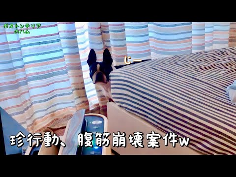 バレバレなのにドヤ顔でおやつを隠す愛犬が面白可愛くて腹筋崩壊したw バレバレなのにドヤ顔でおやつを隠す愛犬が面白可愛くて腹筋崩壊したw