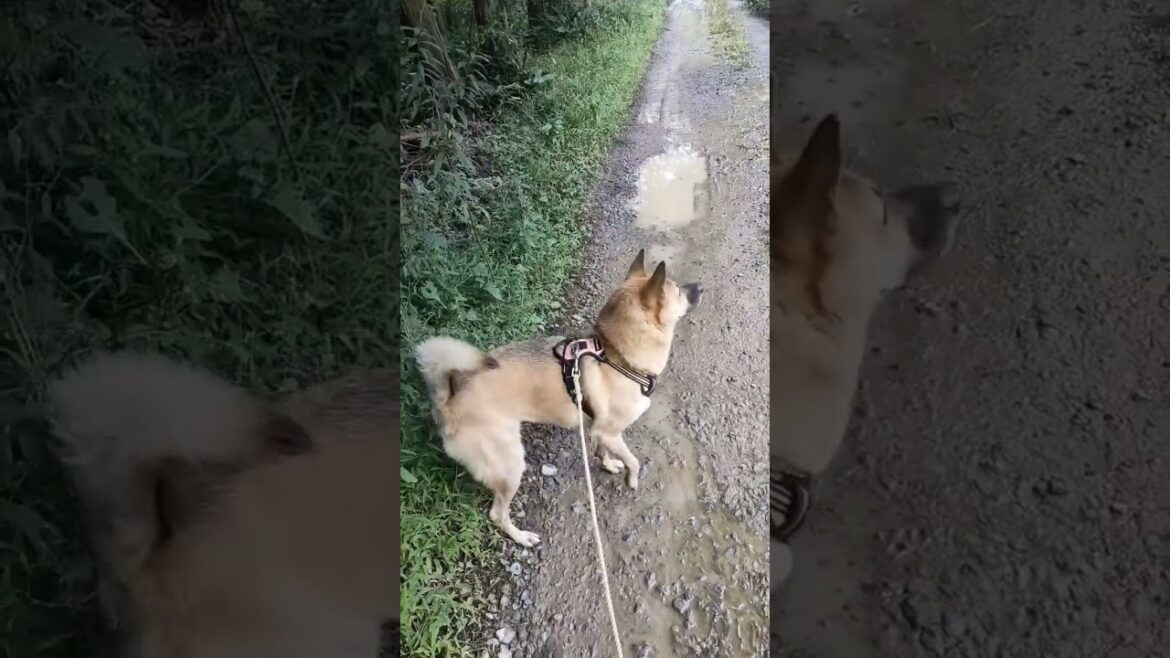 猟犬が座る合図 #猟犬 #日本犬 #shorts