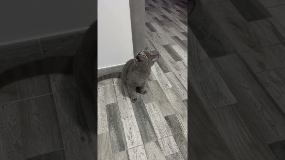 My cat is broken😹😹 #cat #cats My cat is broken😹😹 #cat #cats