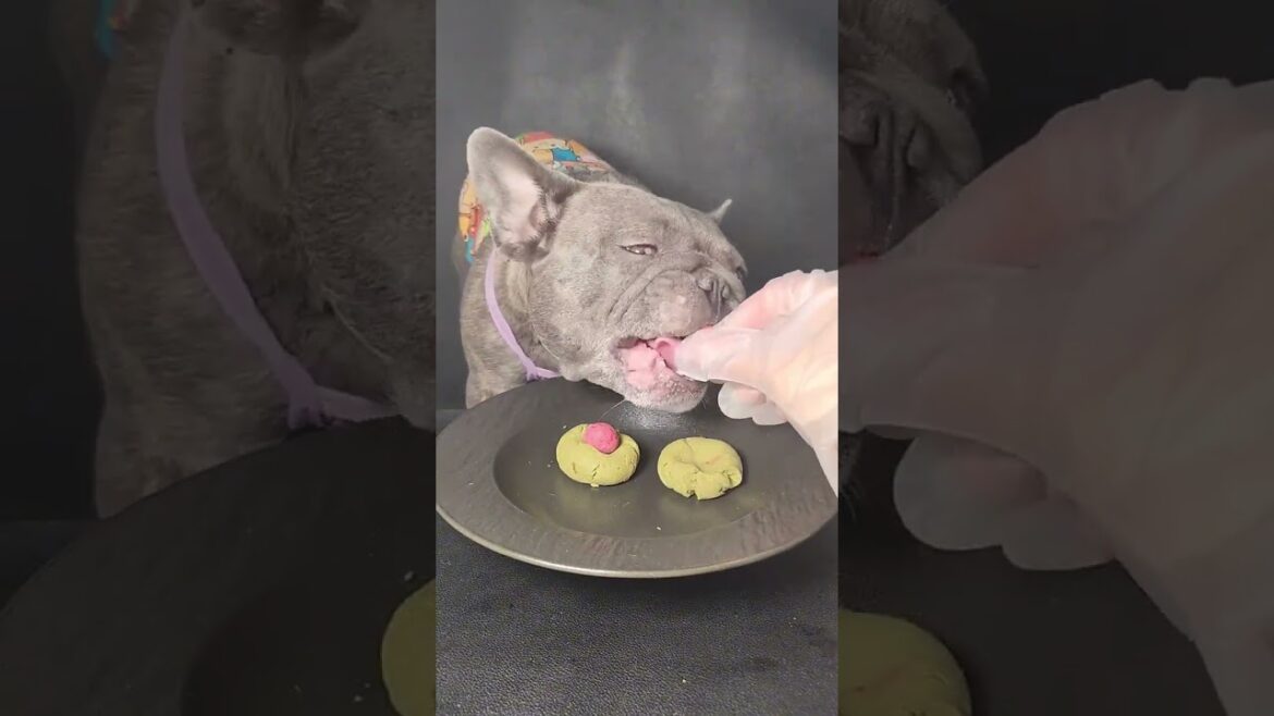 可愛いペットに餌をあげる | Petslover