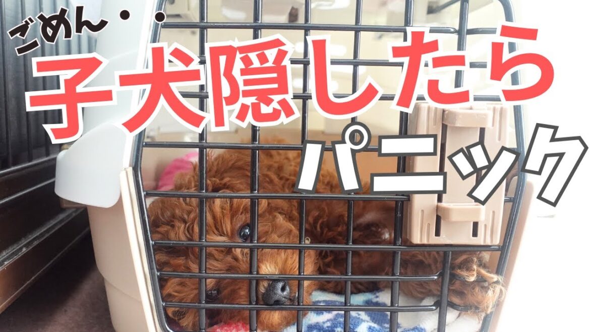 【視聴さんからの質問に答えた！】自分の子以外におっぱいあげるの？/子犬部屋交換したら母犬は分かるの/トイプードル子犬飼い主募集中