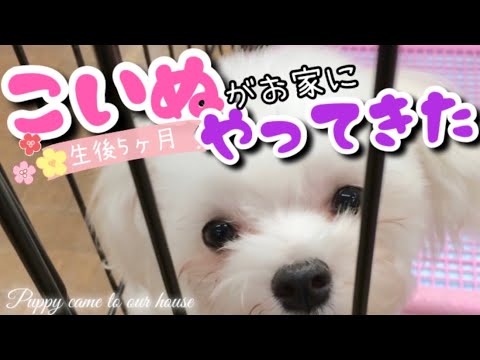 【激かわ必見!】感動!マルチーズの子犬赤ちゃんが我が家にやって来た!その頃の写真を大公開!Puppy came to our house 【激かわ必見!】感動!マルチーズの子犬赤ちゃんが我が家にやって来た!その頃の写真を大公開!Puppy came to our house