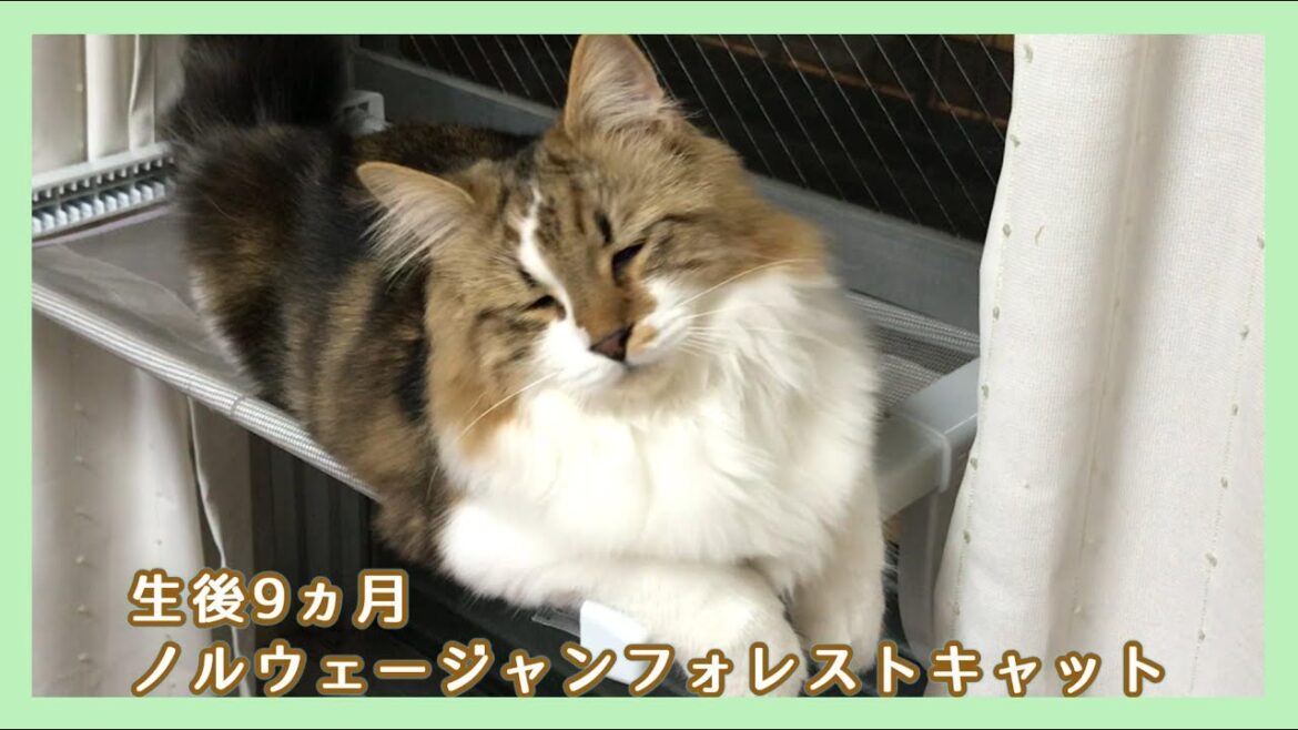 【おしゃべりする猫】ハンモックの上で鳥と上手にクラッキング【ノルウェージャンフォレストキャット】 【おしゃべりする猫】ハンモックの上で鳥と上手にクラッキング【ノルウェージャンフォレストキャット】