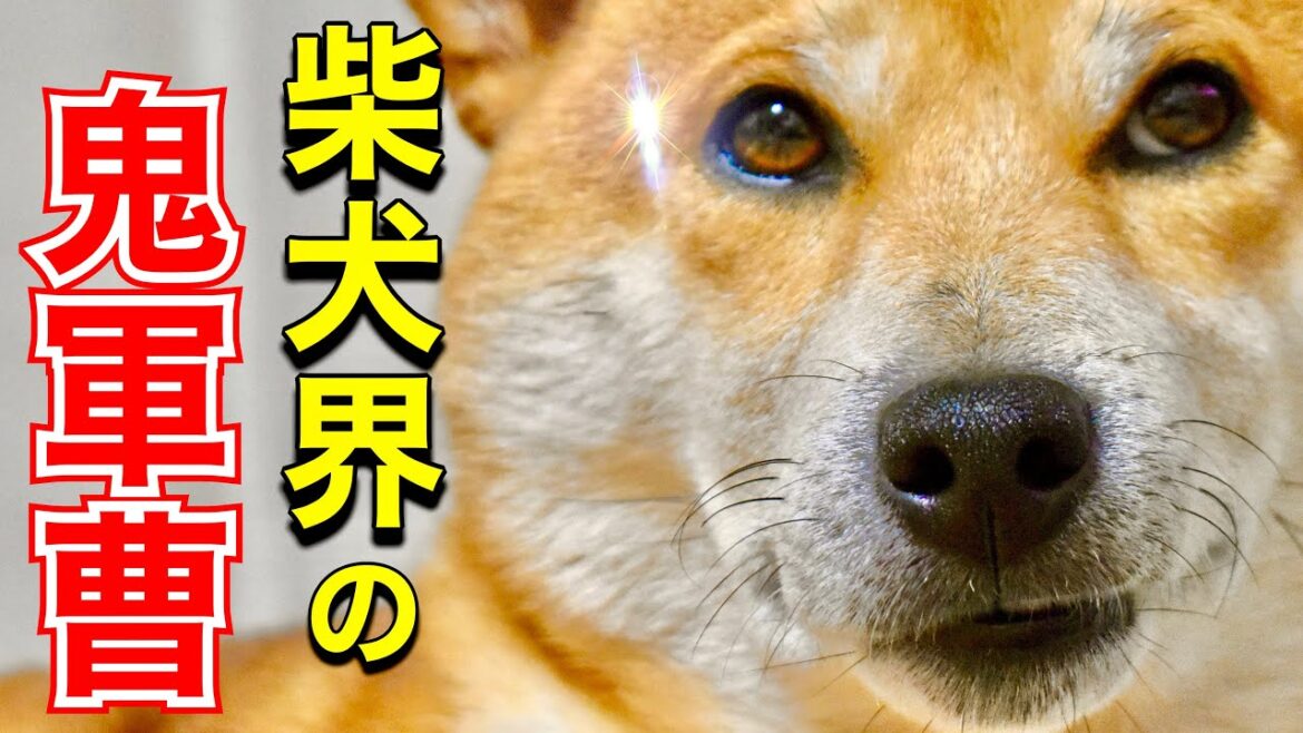 柴犬とスイカゲーム途中のあるじを襲った秋の運動会【あるじのステップ】三浦半島ウォーカー 迷子編 柴犬とスイカゲーム途中のあるじを襲った秋の運動会【あるじのステップ】三浦半島ウォーカー 迷子編