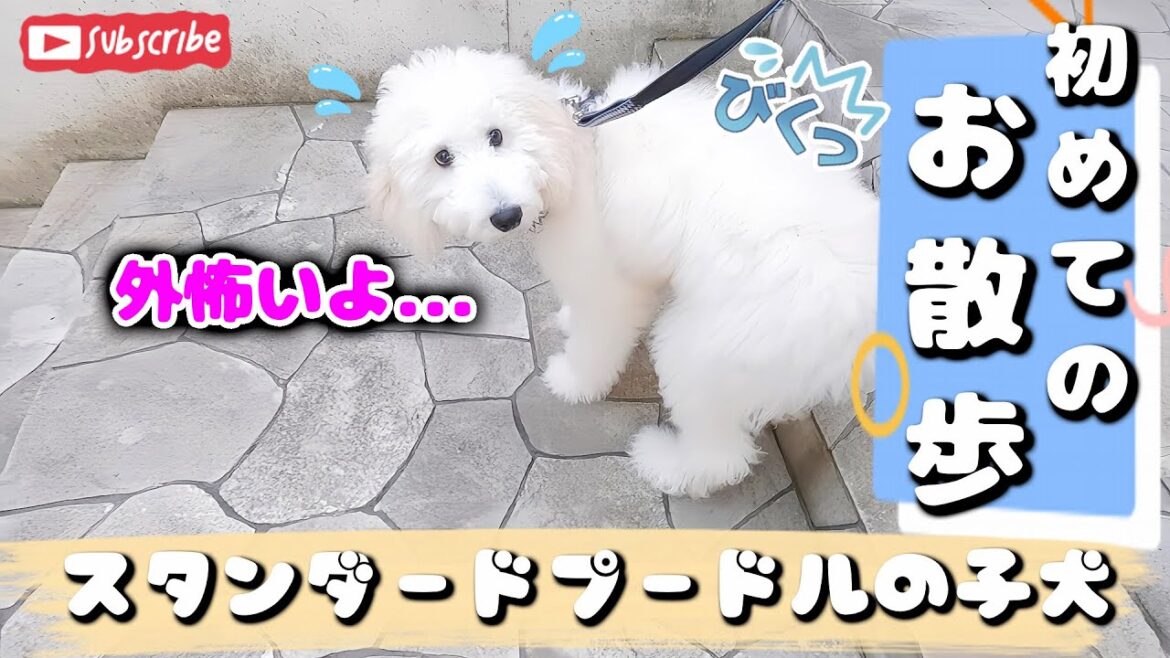 初めての散歩に怖がるスタンダードプードルの子犬ルナ Standard Poodle puppy scared on first walk 初めての散歩に怖がるスタンダードプードルの子犬ルナ Standard Poodle puppy scared on first walk