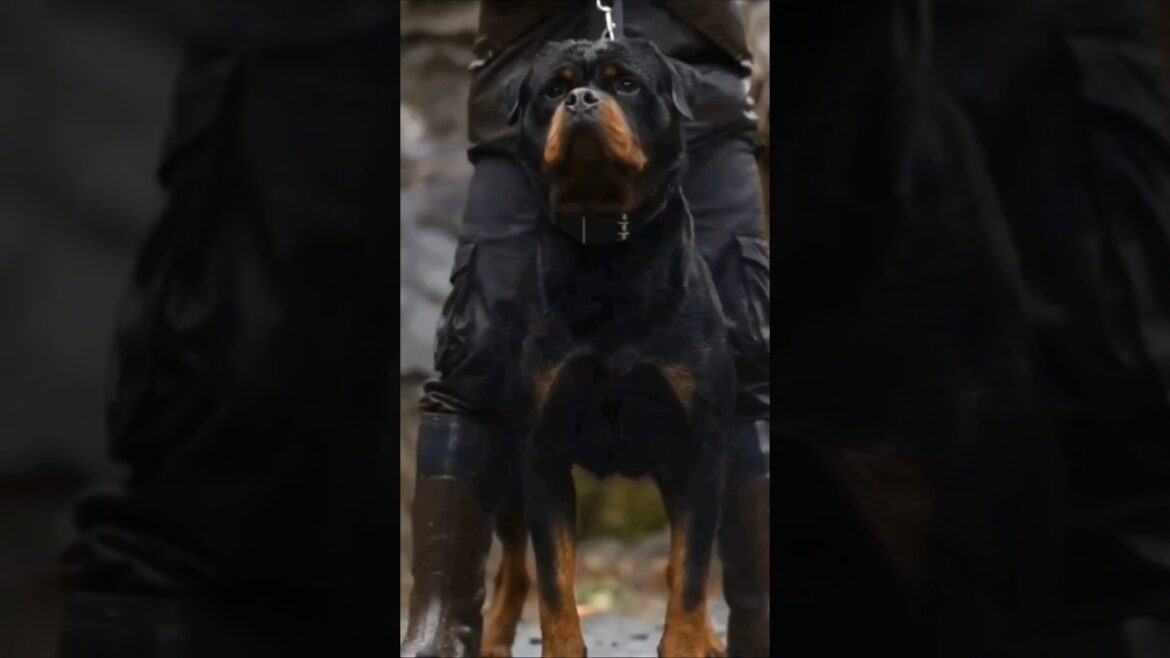 Pitbull और Rottweiler में कौन सबसे ज्यादा Powerful हैं ?🤯🤔 #shorts #animals