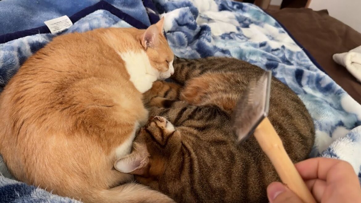 朝から仲良く寝ている猫たちの毛をブラシで抜きまくってみました。 朝から仲良く寝ている猫たちの毛をブラシで抜きまくってみました。