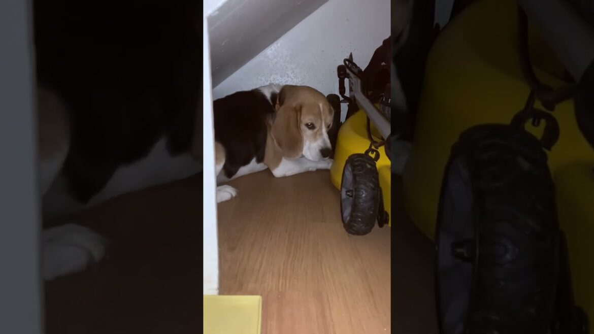 Jed the Beagle tries to get...nothing
