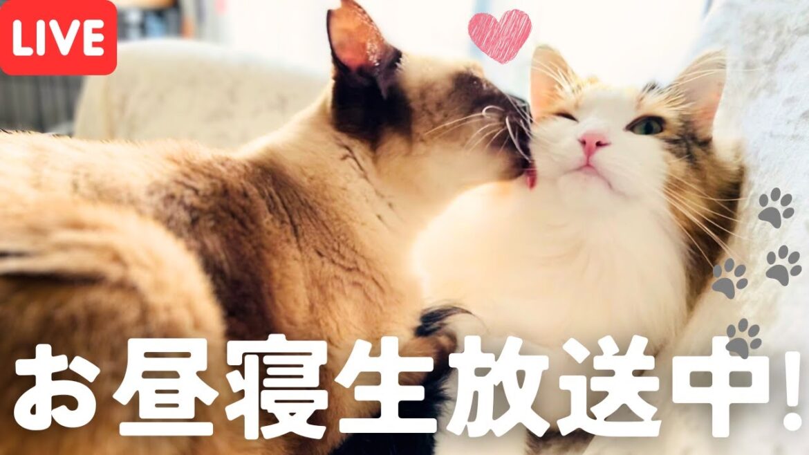 保護猫＆北欧猫のお昼寝垂れ流し生放送！静止画と化すかも【シャム猫/シャムミックス＆ノルウェージャンフォレストキャット】