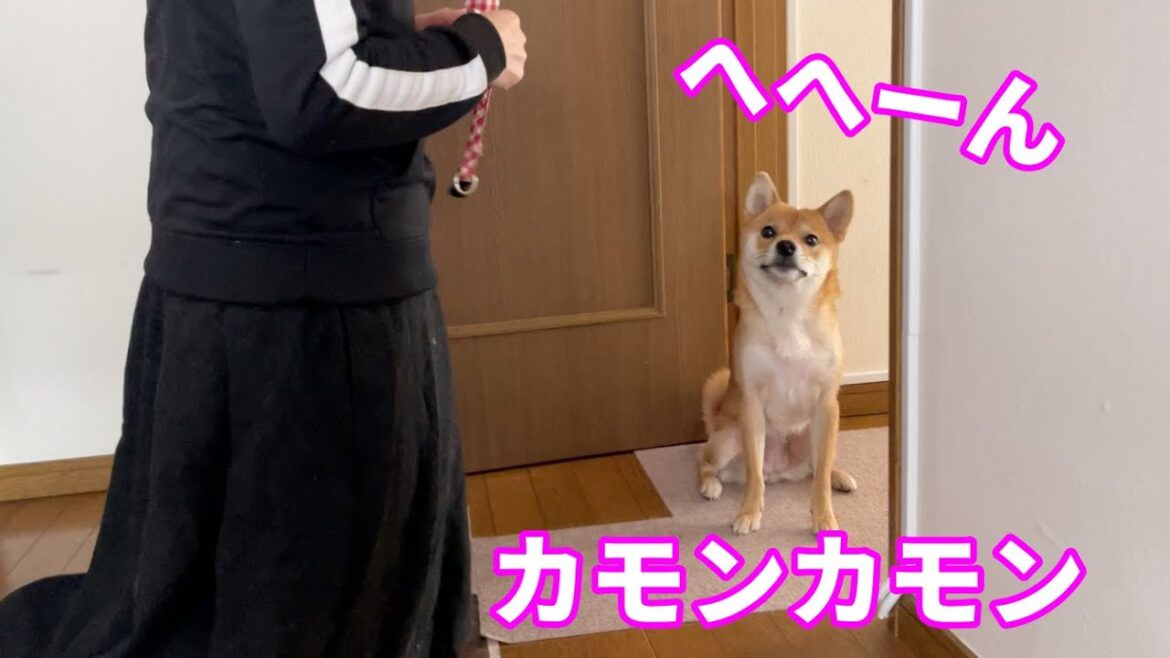 【やれるもんならやってみな】お母さんをからかいたいお年頃な柴犬小夏１歳