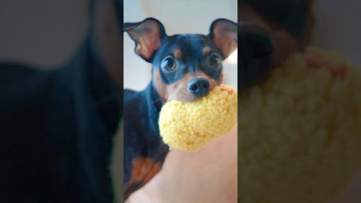 ふと我に返る犬【遊び中】　#shorts　#ミニチュアピンシャー #小型犬
