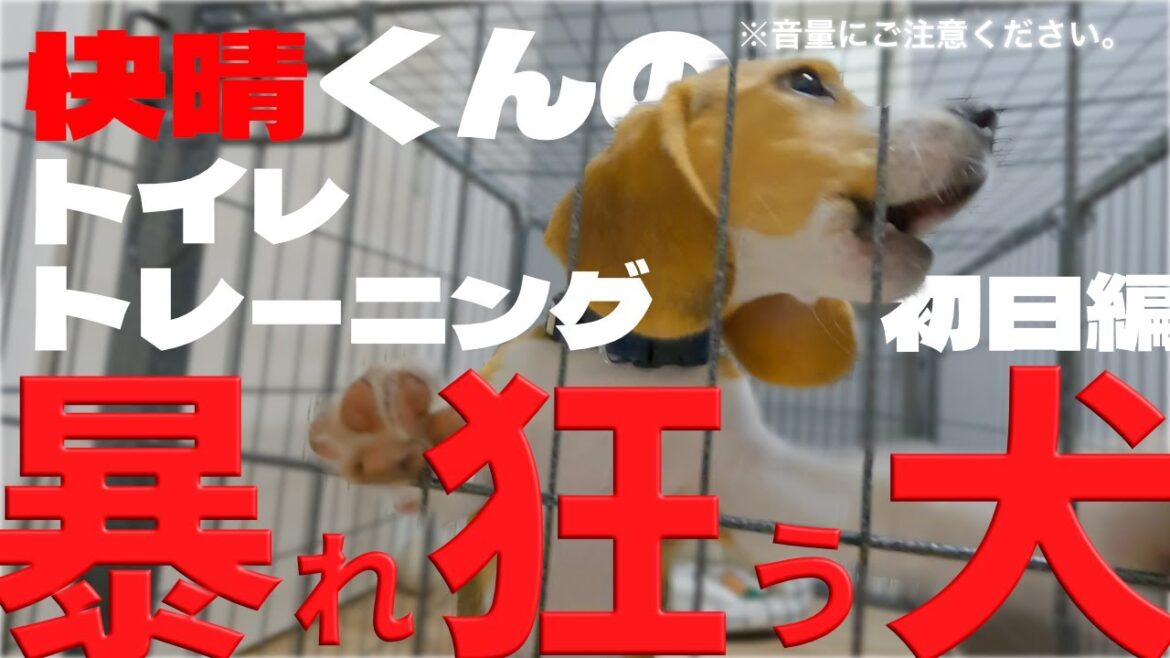 生後4ヶ月のビーグルの子犬。トイレを覚える!?【トイトレ】 生後4ヶ月のビーグルの子犬。トイレを覚える!?【トイトレ】